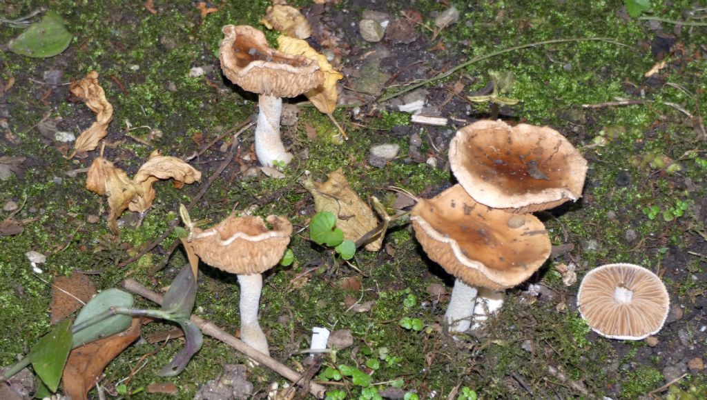 Da identificare: Hebeloma sp.