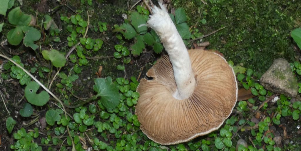 Da identificare: Hebeloma sp.