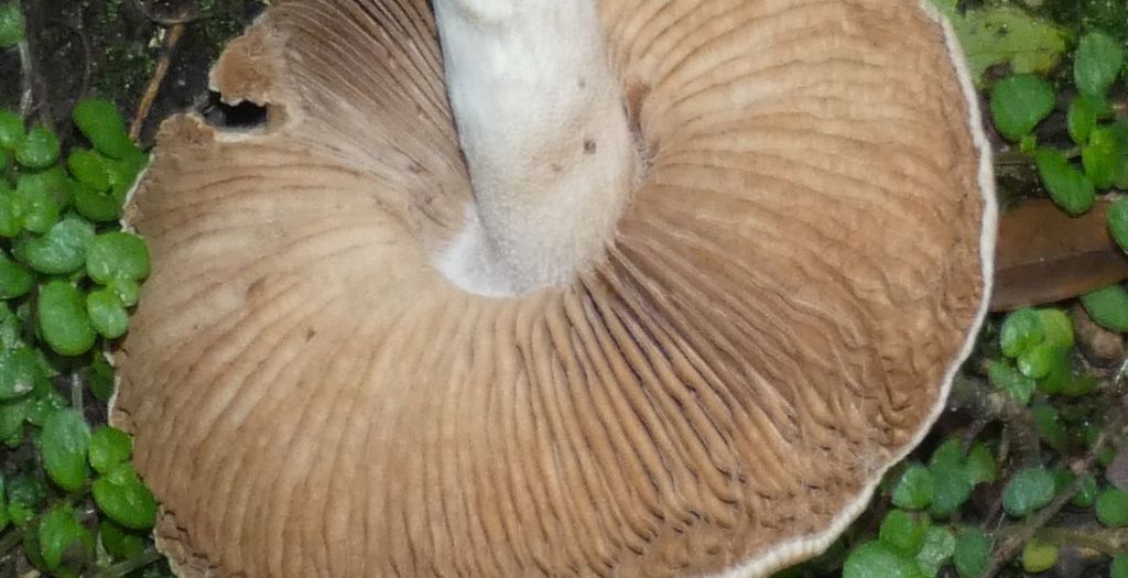 Da identificare: Hebeloma sp.