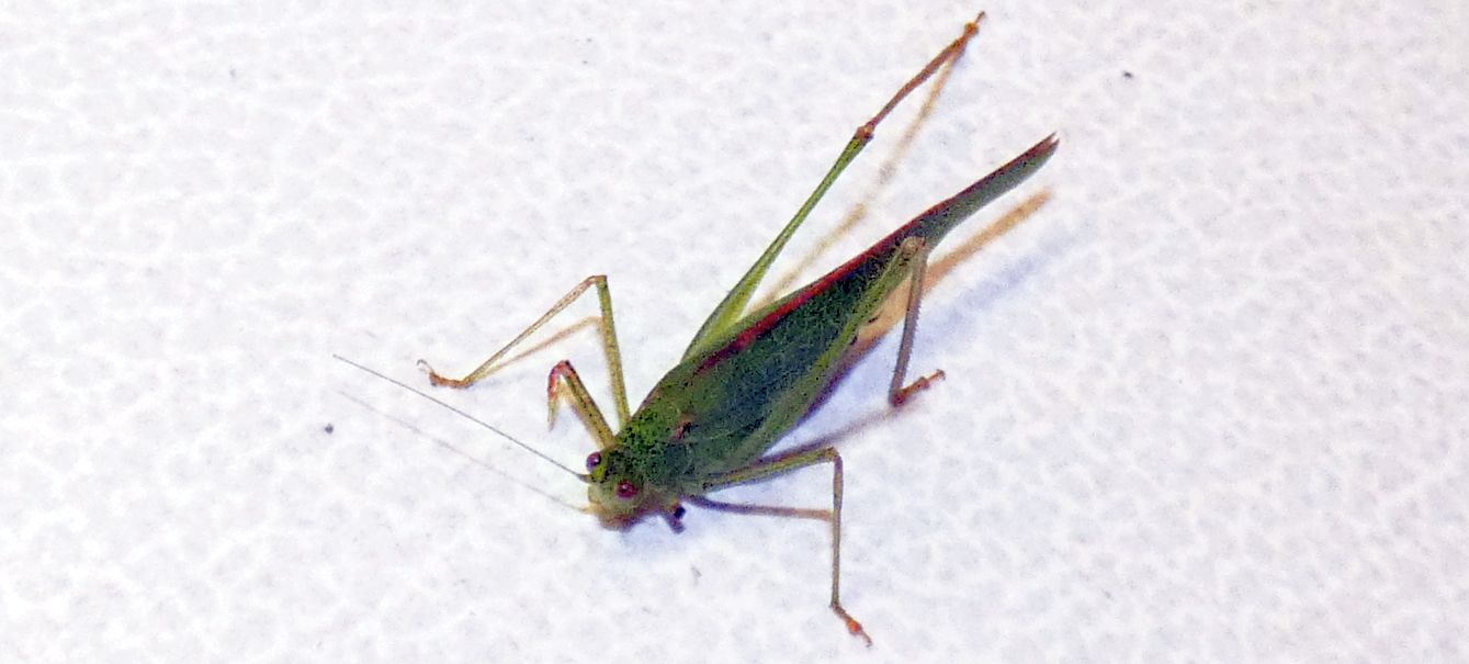 Phaneroptera nana