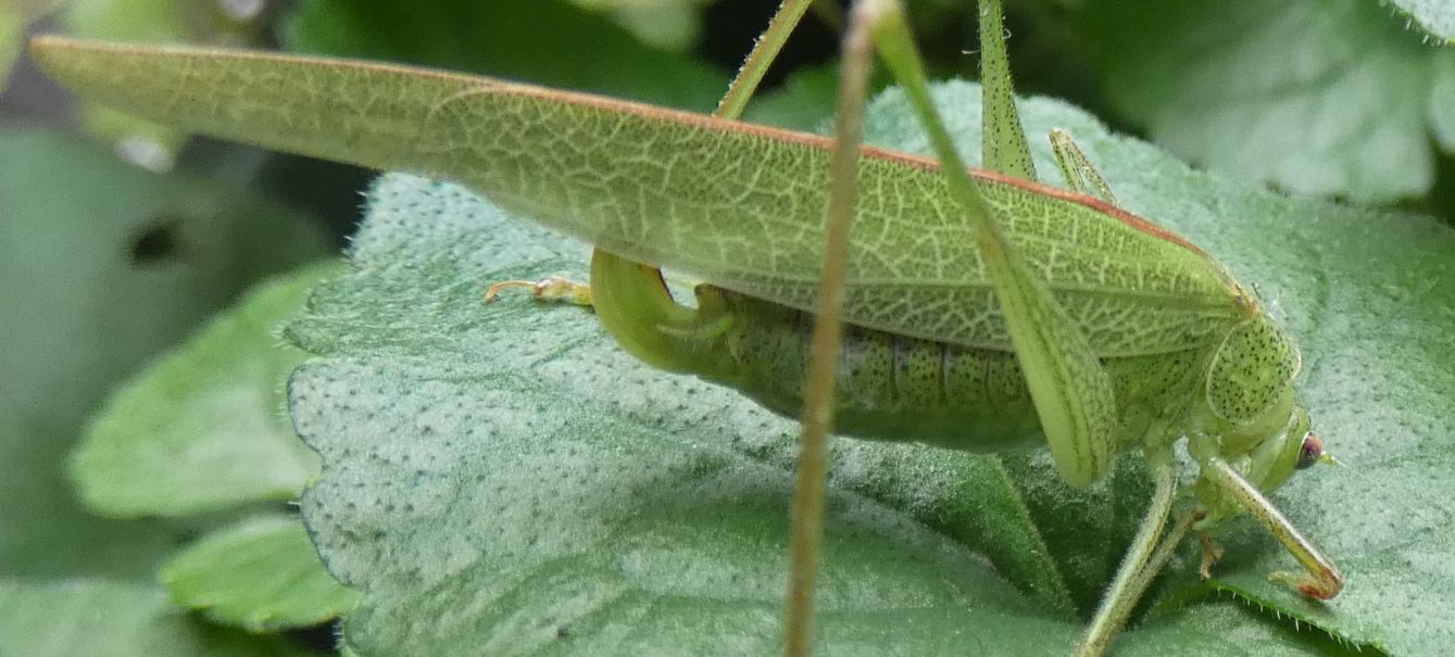 Phaneroptera nana