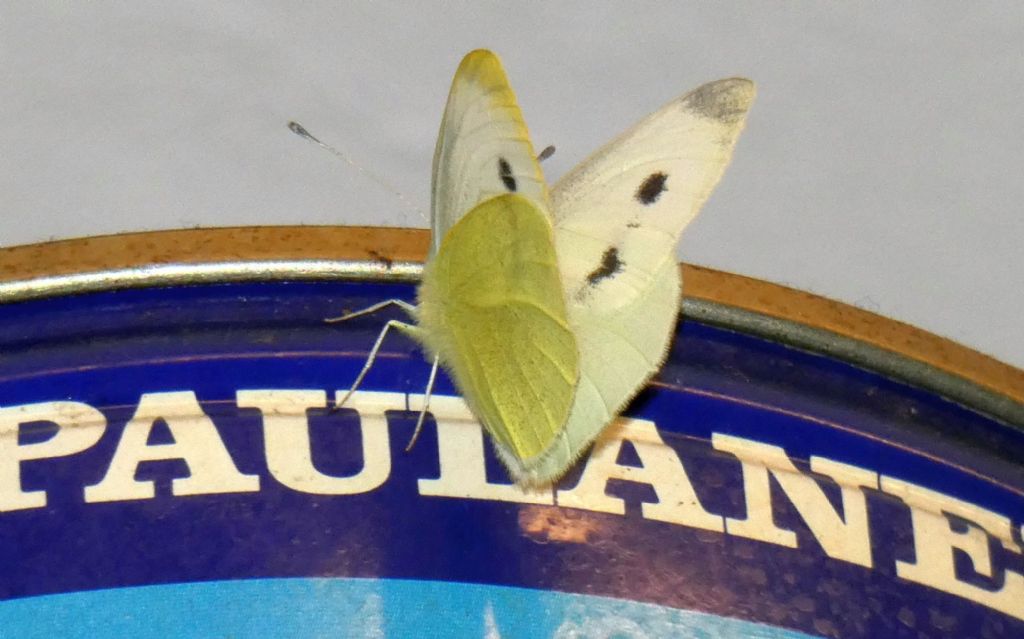 Pieris rapae...sfarfallata nel frigorifero !