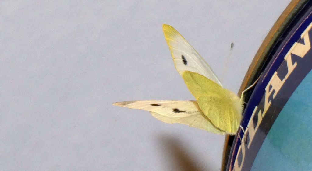 Pieris rapae...sfarfallata nel frigorifero !