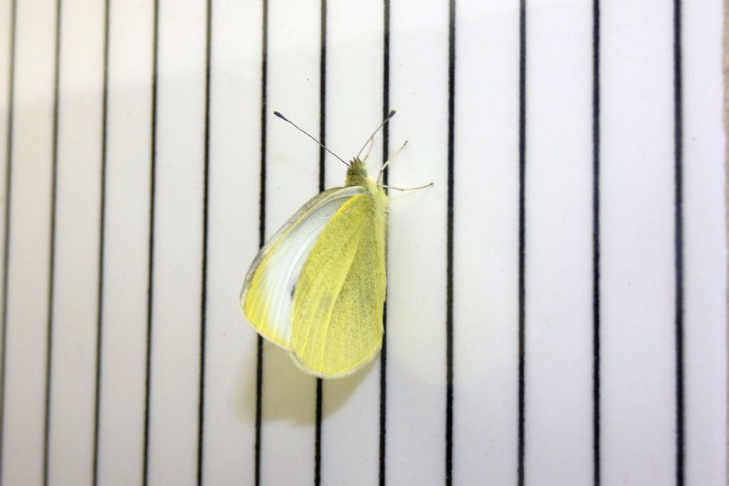 Pieris rapae...sfarfallata nel frigorifero !