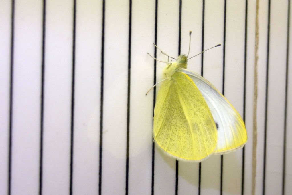 Pieris rapae...sfarfallata nel frigorifero !