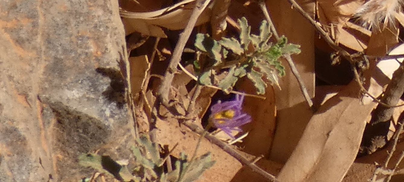 Asteracea dall''Australia (NT): Olearia stuartii