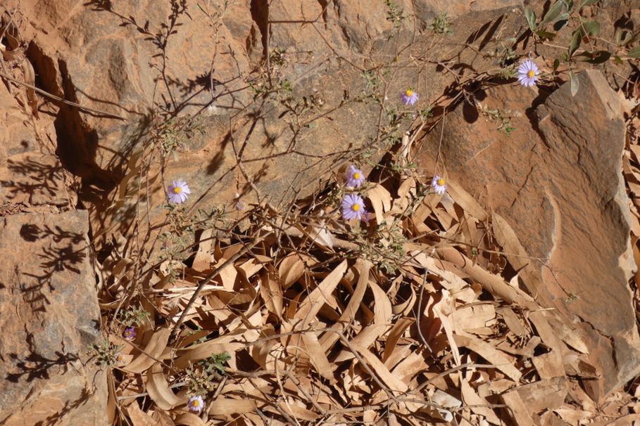 Asteracea dall''Australia (NT): Olearia stuartii