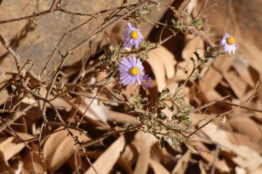 Asteracea dall''Australia (NT): Olearia stuartii