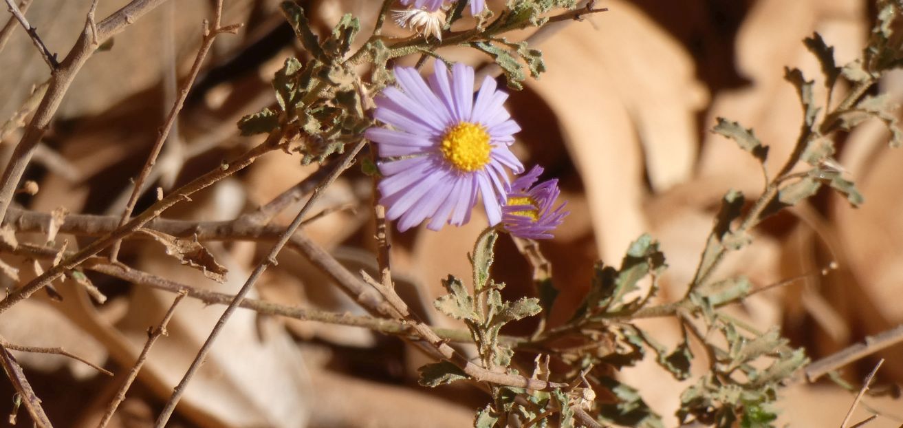 Asteracea dall''Australia (NT): Olearia stuartii