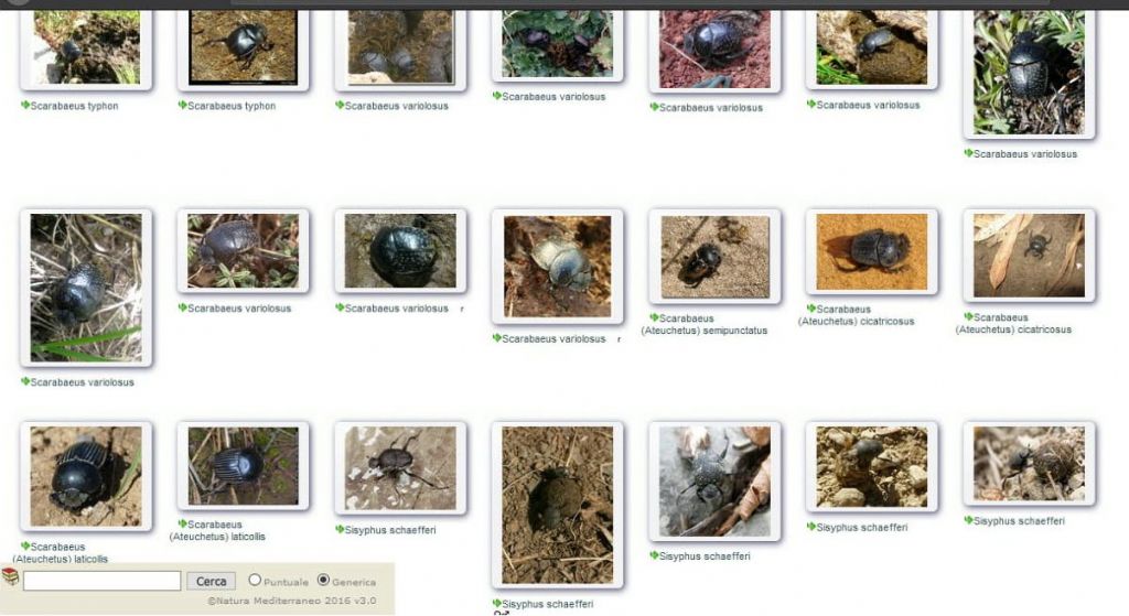 Scarabaeidae: Scarabaeus variolosus e opportunit dei sottogeneri