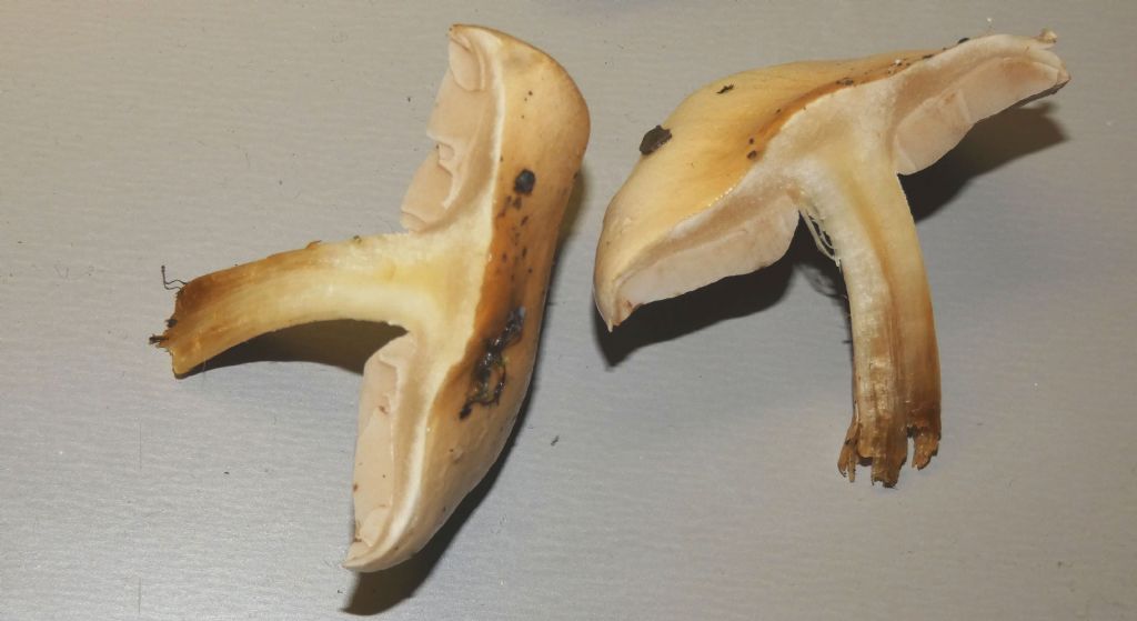 Da identificare: Hebeloma sp.