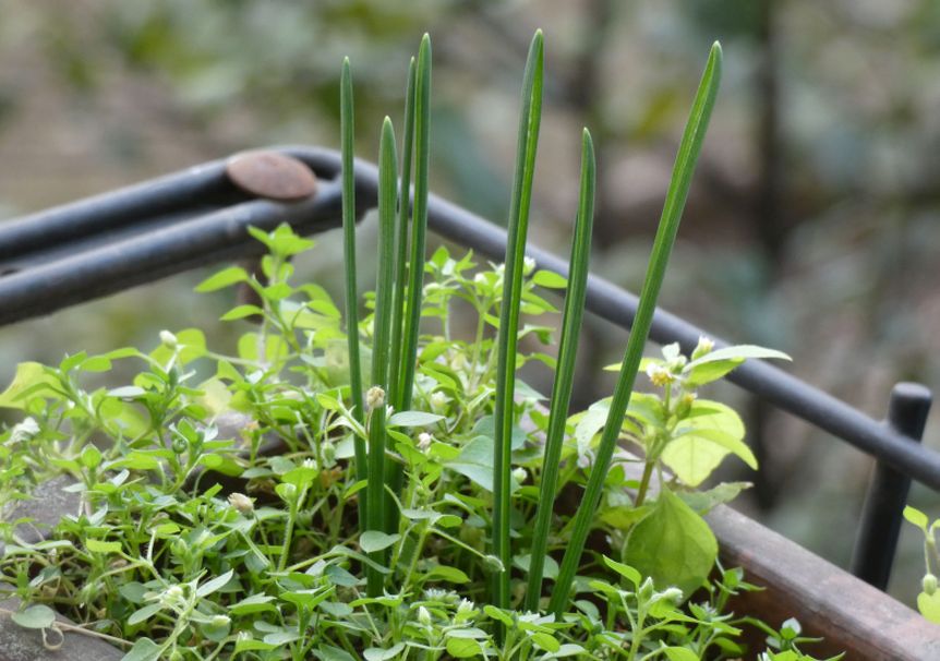 Foglie in aiuola: Ornithogalum sp.