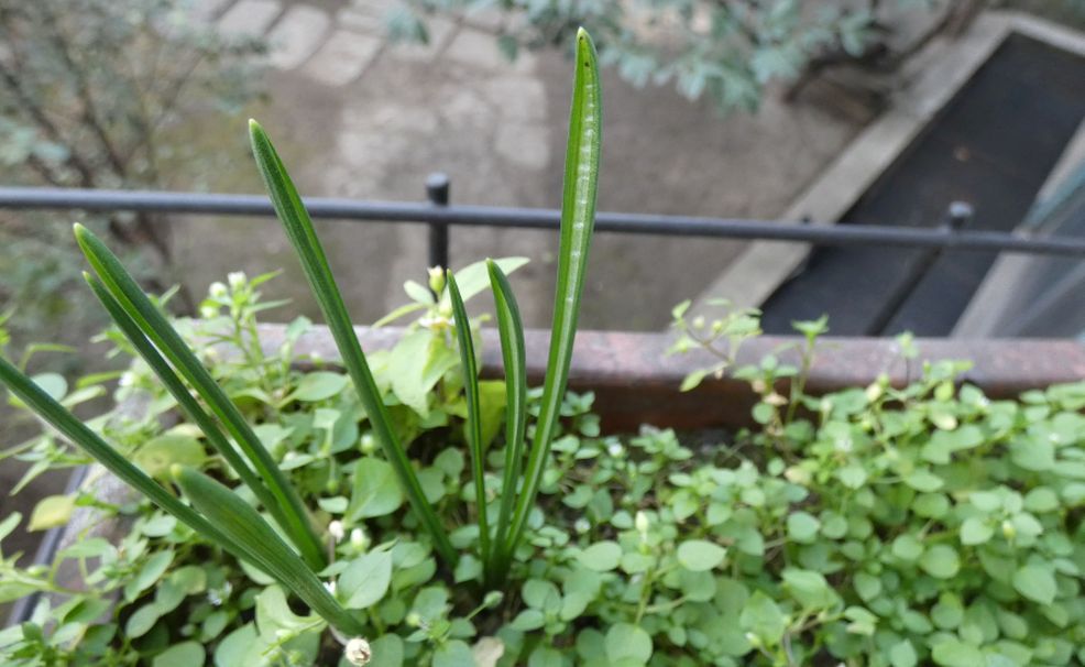 Foglie in aiuola: Ornithogalum sp.