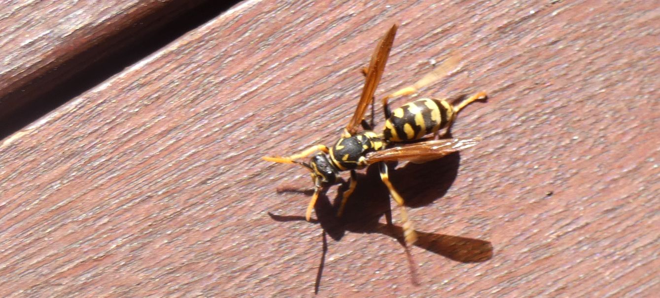 Quale Polistes ?  Polistes dominula