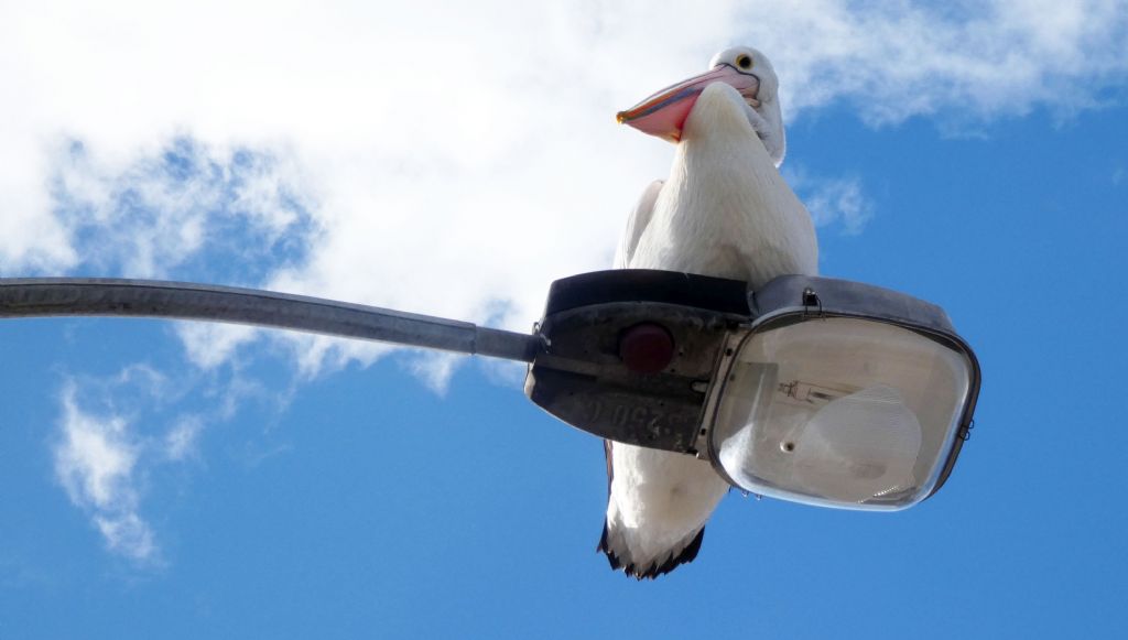 Dall''Australia (WA): il Pellicano d spettacolo.