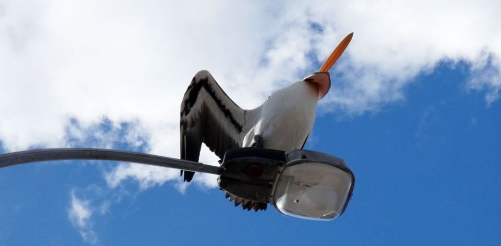 Dall''Australia (WA): il Pellicano d spettacolo.