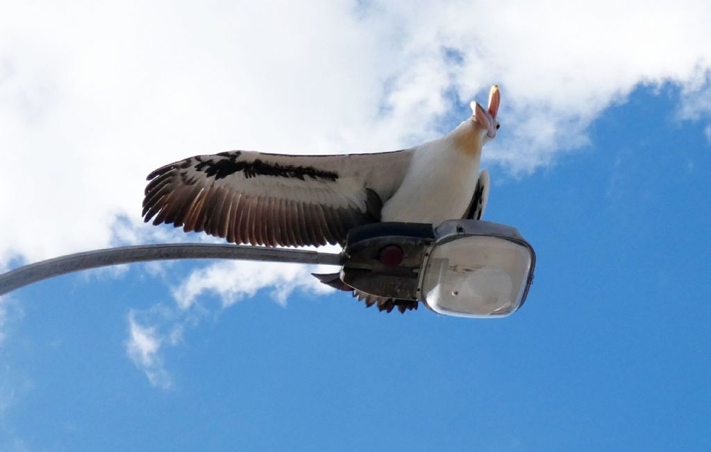 Dall''Australia (WA): il Pellicano d spettacolo.