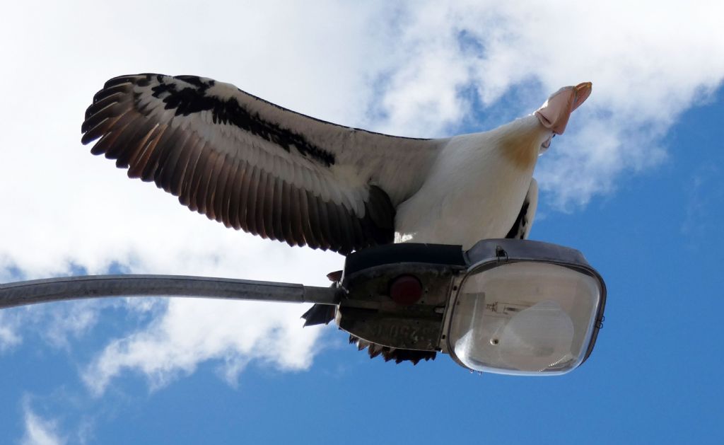 Dall''Australia (WA): il Pellicano d spettacolo.