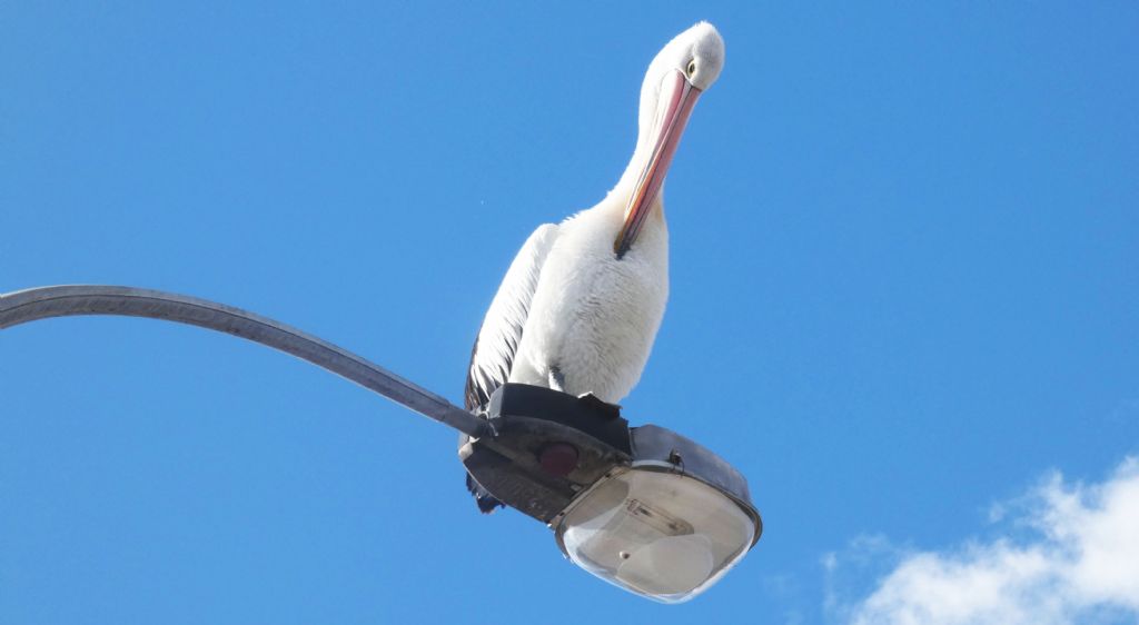 Dall''Australia (WA): il Pellicano d spettacolo.