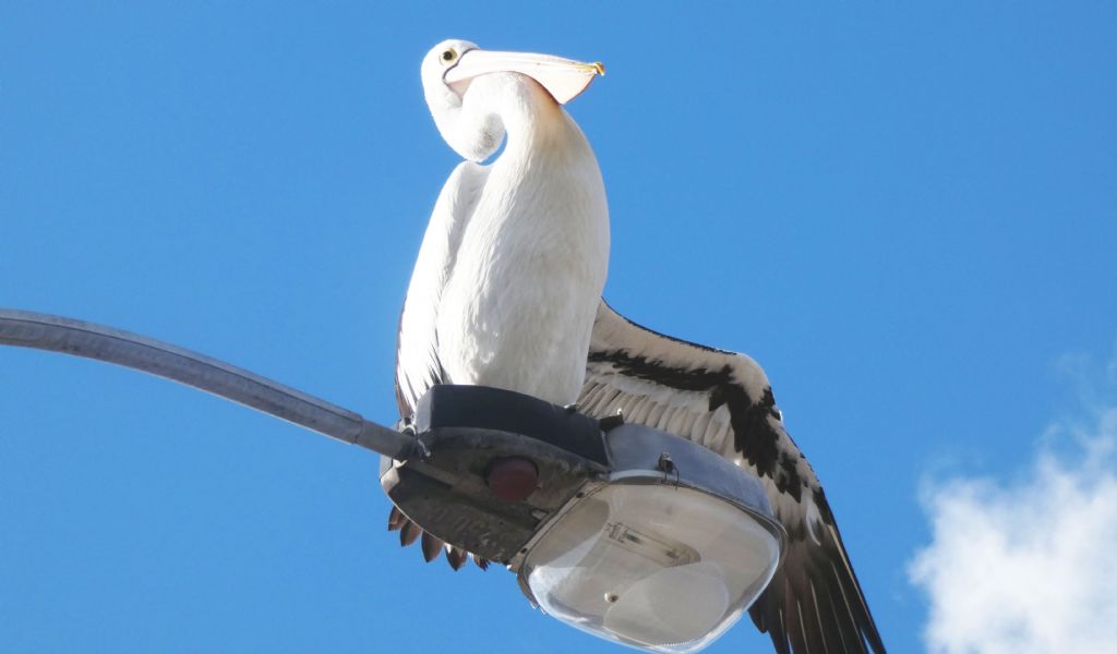 Dall''Australia (WA): il Pellicano d spettacolo.