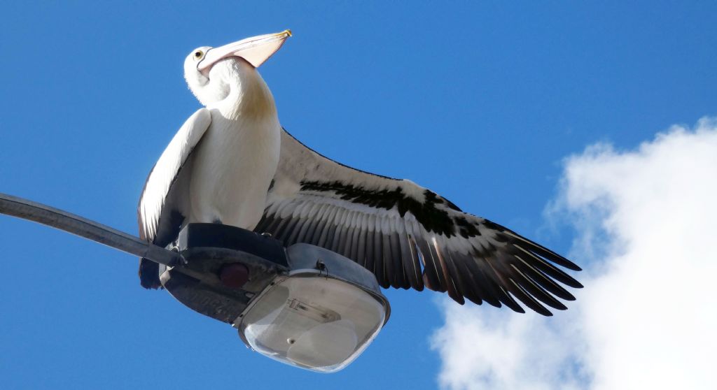 Dall''Australia (WA): il Pellicano d spettacolo.