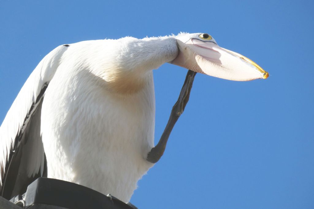 Dall''Australia (WA): il Pellicano d spettacolo.