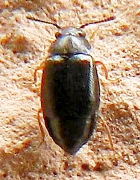 Coleottero  Staphylinidae da id.