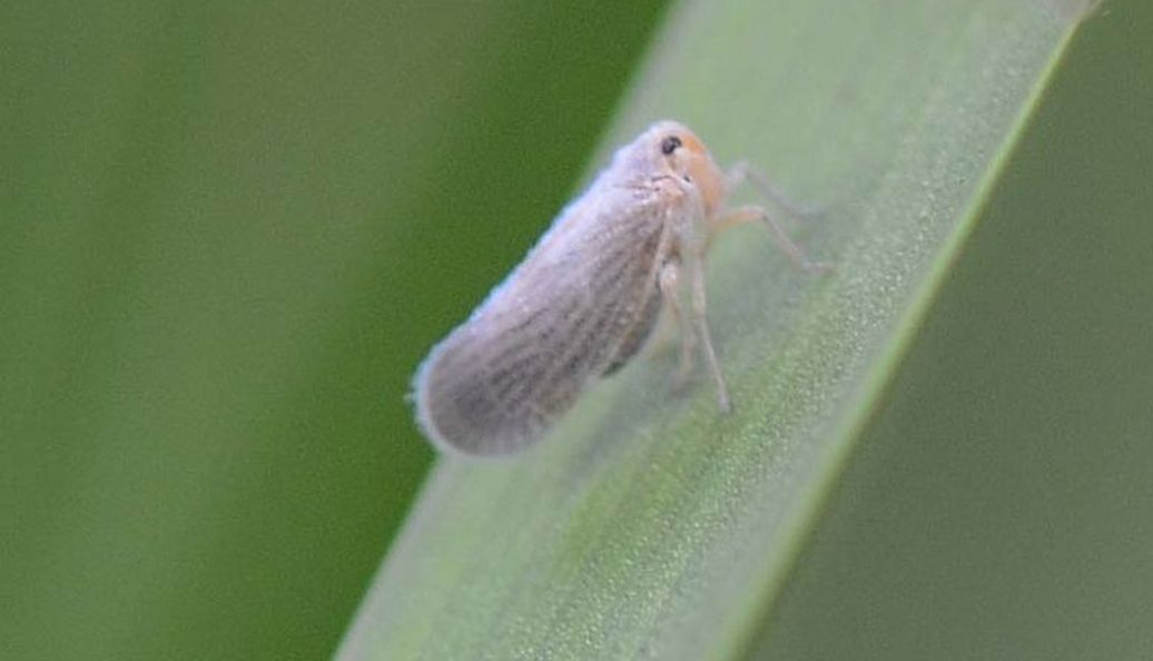 Fulgoromorpha Derbidae:  Cedusa sicula