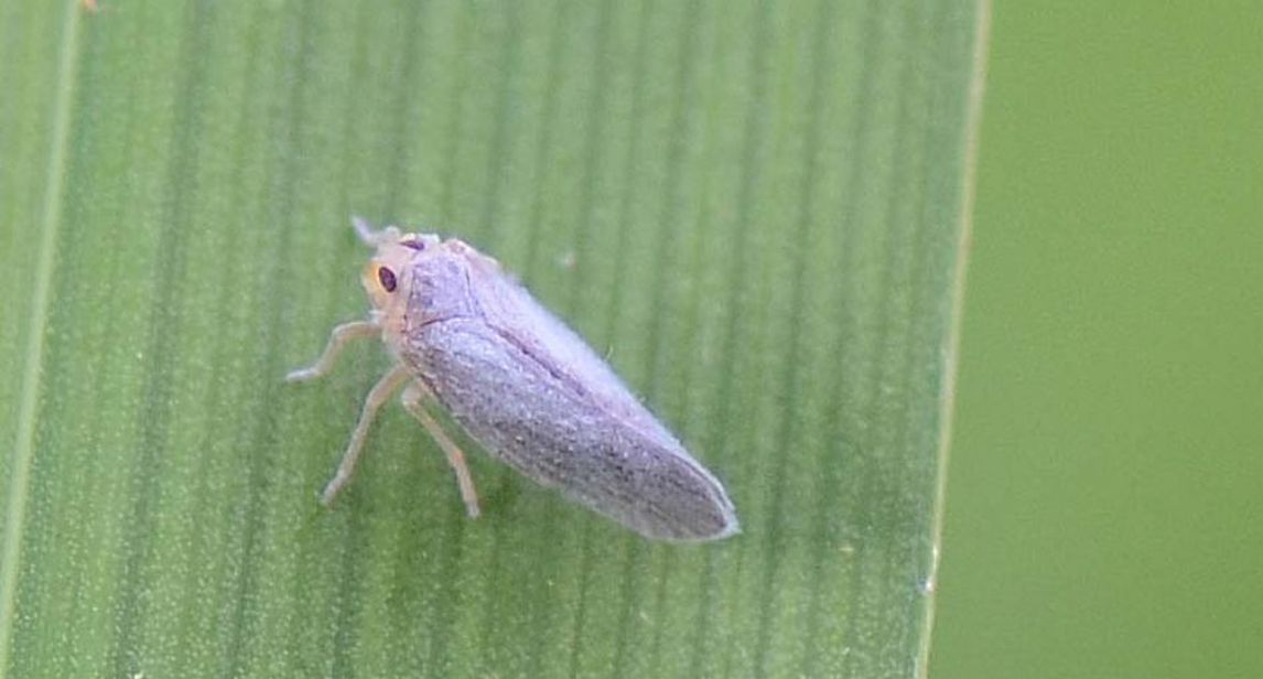 Fulgoromorpha Derbidae:  Cedusa sicula