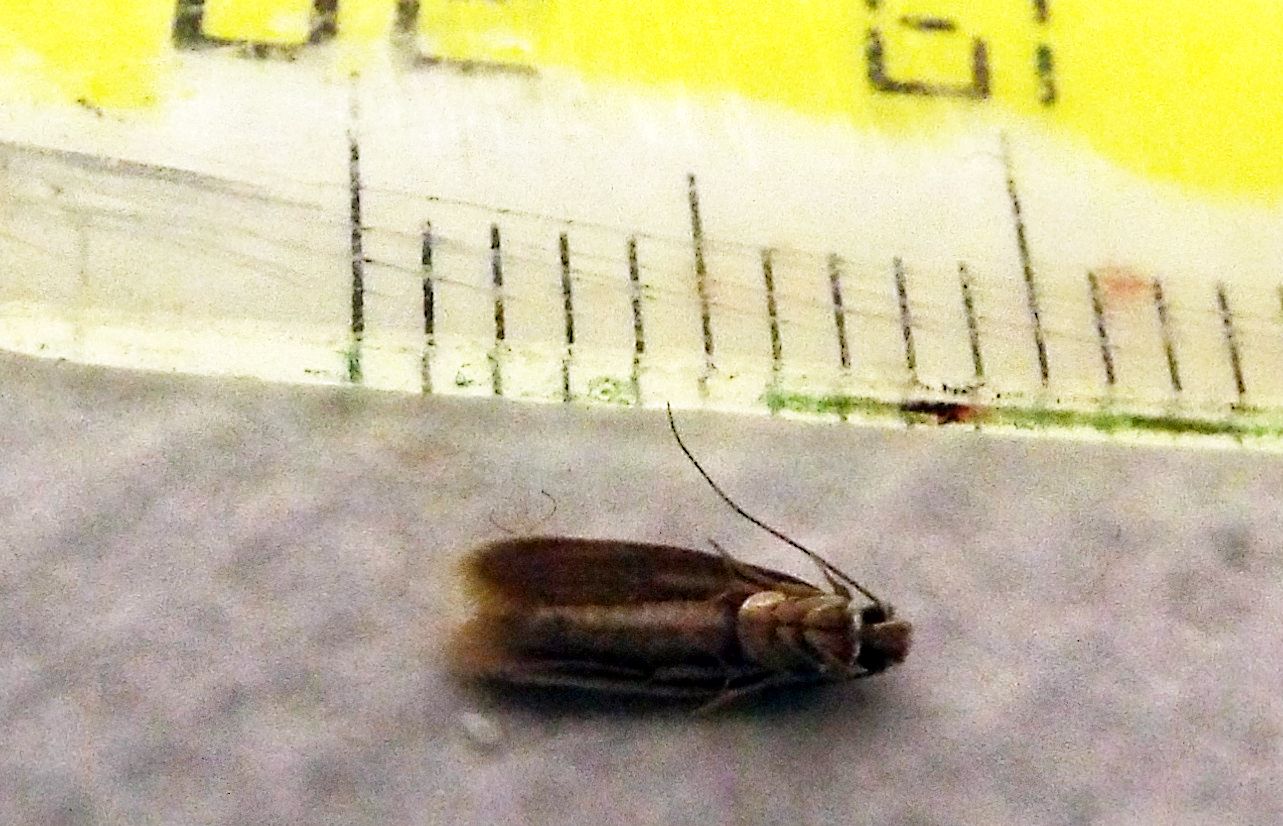 Tineola bisselliella (Tineidae)