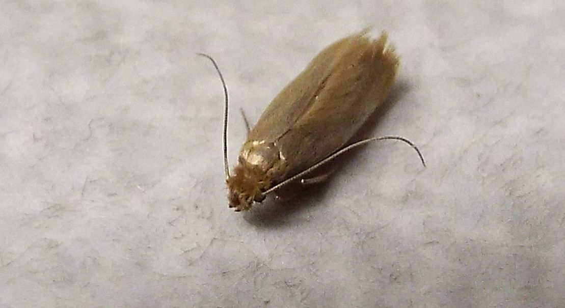 Tineola bisselliella (Tineidae)
