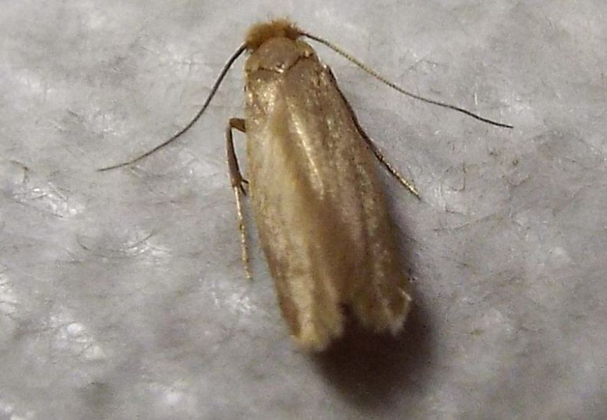 Tineola bisselliella (Tineidae)