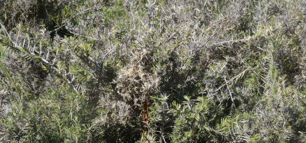 Dall''Australia (WA): Acanthocarpus preissii (Asparagaceae)