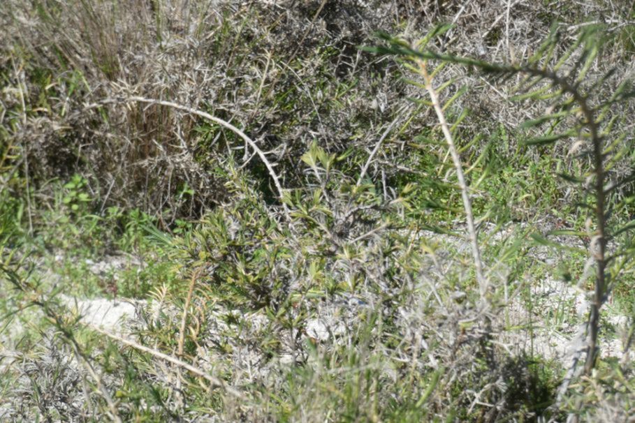 Dall''Australia (WA): Acanthocarpus preissii (Asparagaceae)