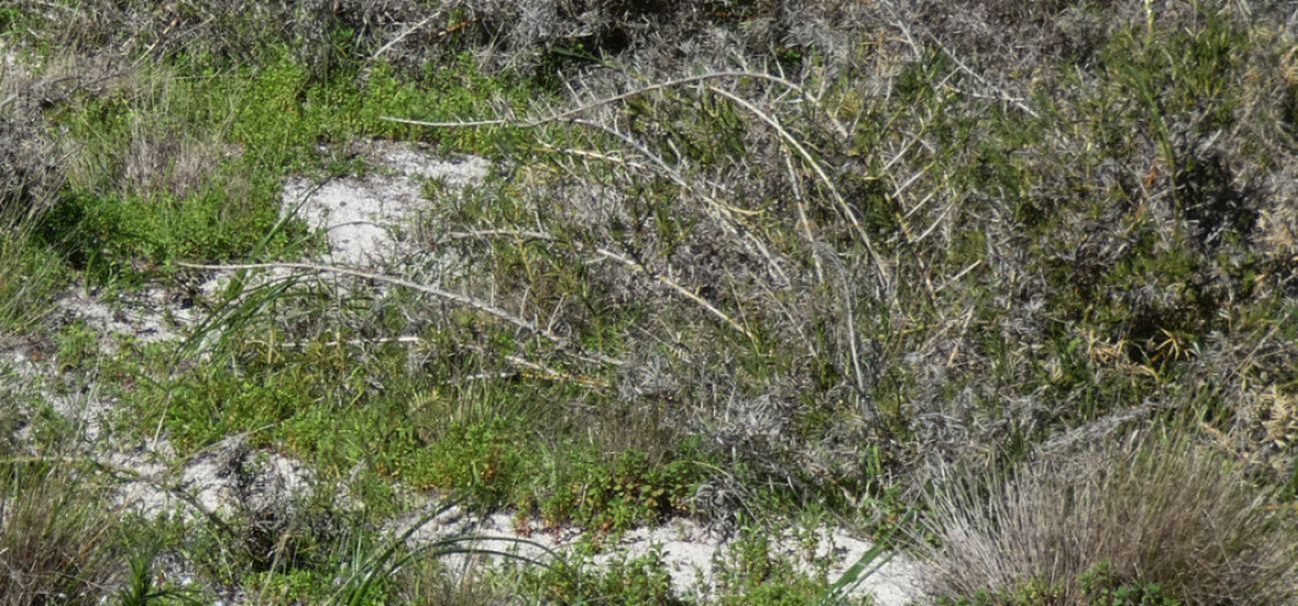 Dall''Australia (WA): Acanthocarpus preissii (Asparagaceae)