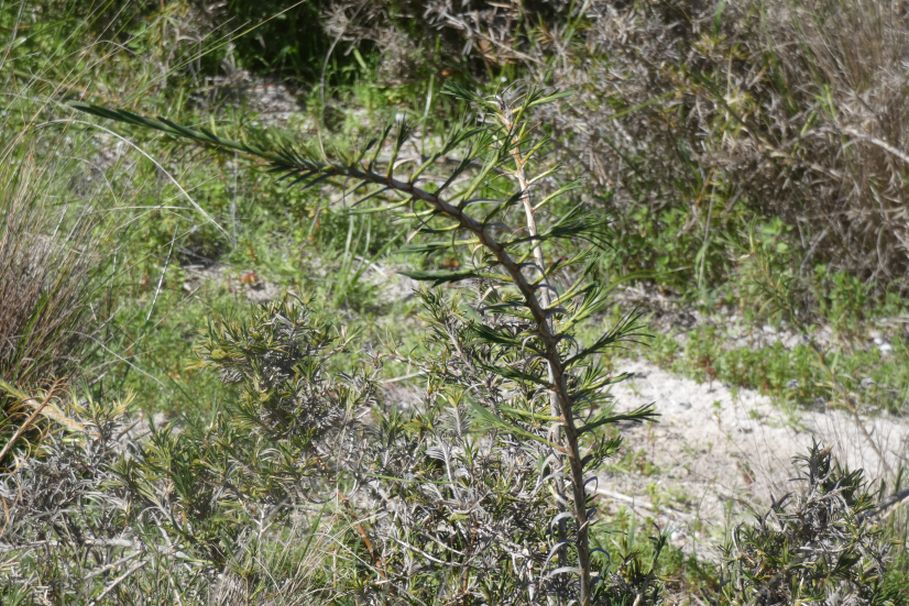 Dall''Australia (WA): Acanthocarpus preissii (Asparagaceae)