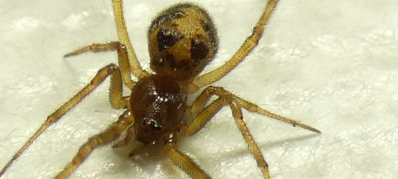 Steatoda triangulosa  - Milano