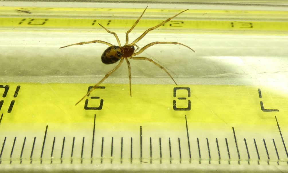 Steatoda triangulosa  - Milano