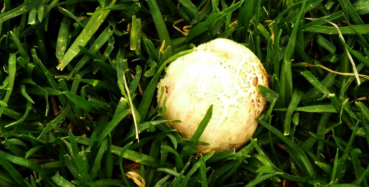 Da La Gomera (Canarie): Leucoagaricus sp. o Macrolepiota sp.