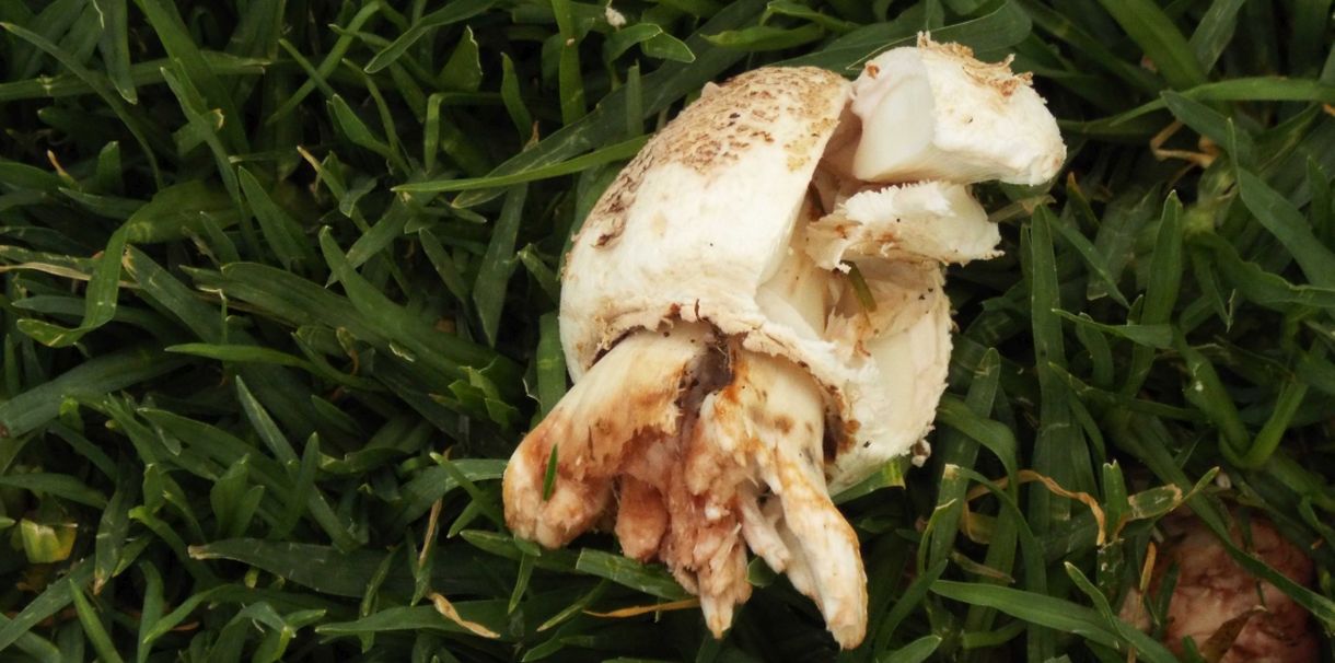 Da La Gomera (Canarie): Leucoagaricus sp. o Macrolepiota sp.
