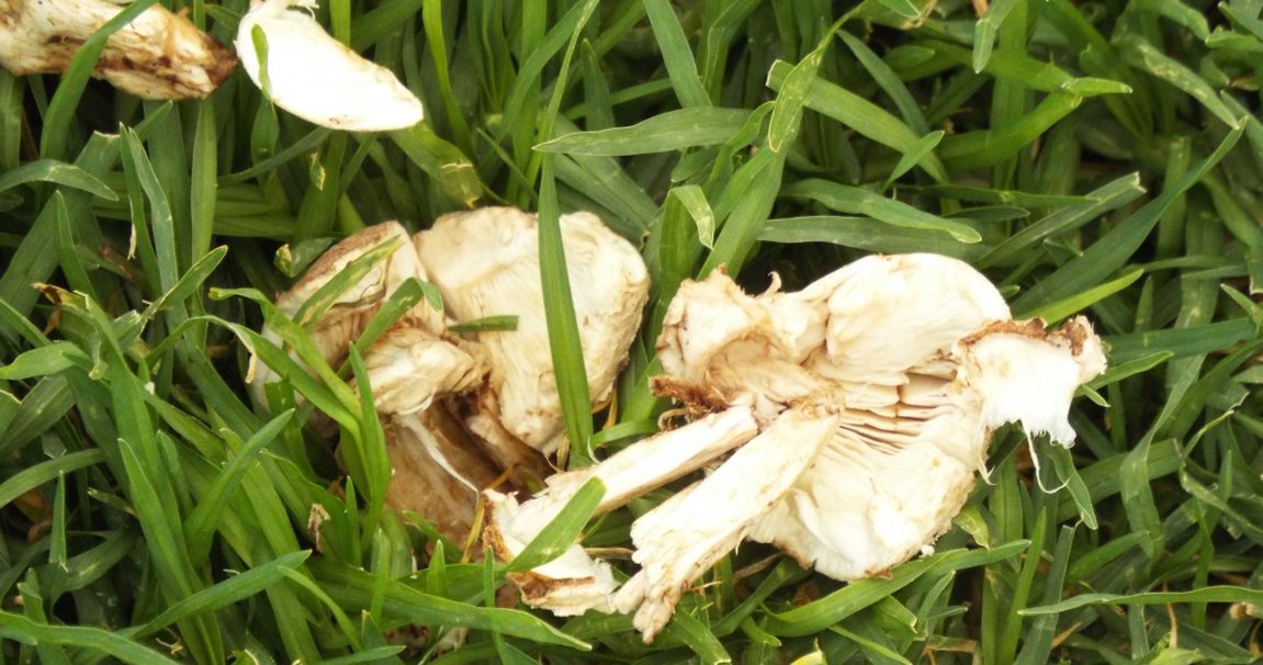 Da La Gomera (Canarie): Leucoagaricus sp. o Macrolepiota sp.