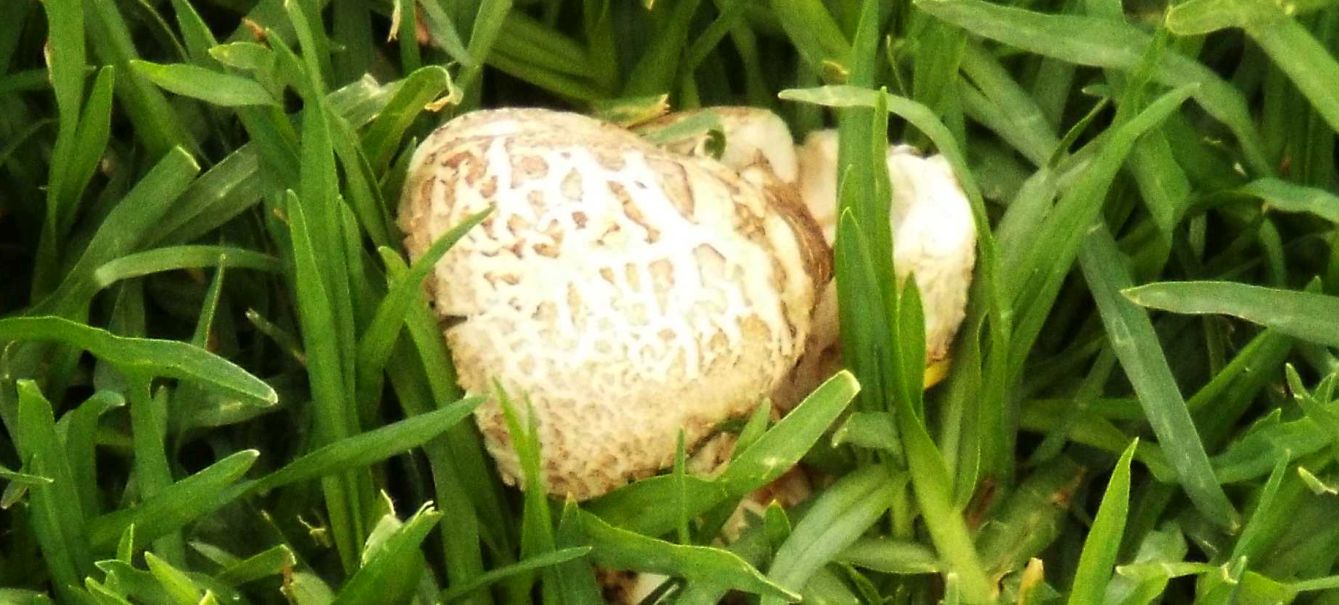 Da La Gomera (Canarie): Leucoagaricus sp. o Macrolepiota sp.