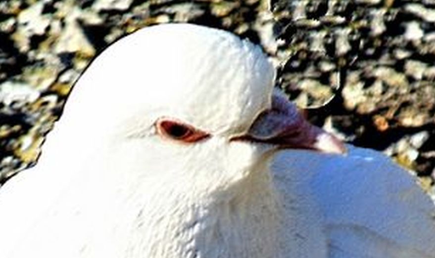 Piccione domestico (Columba livia domestica)