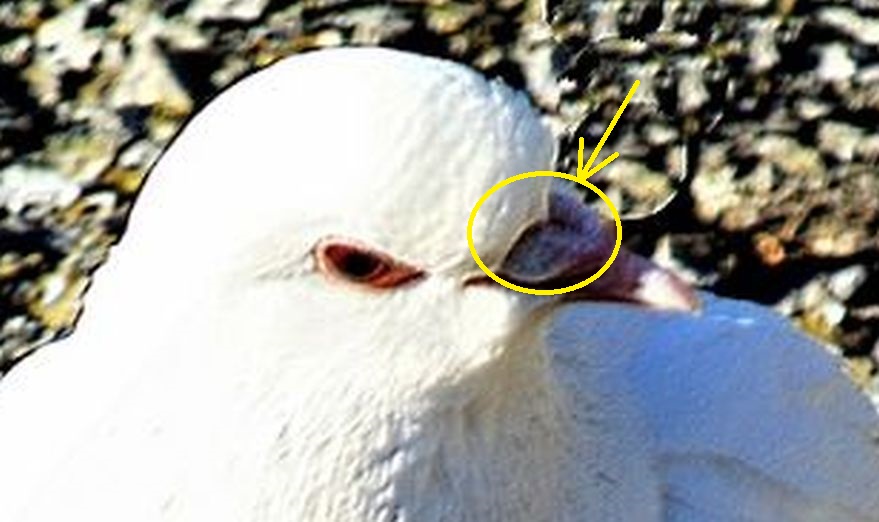 Piccione domestico (Columba livia domestica)