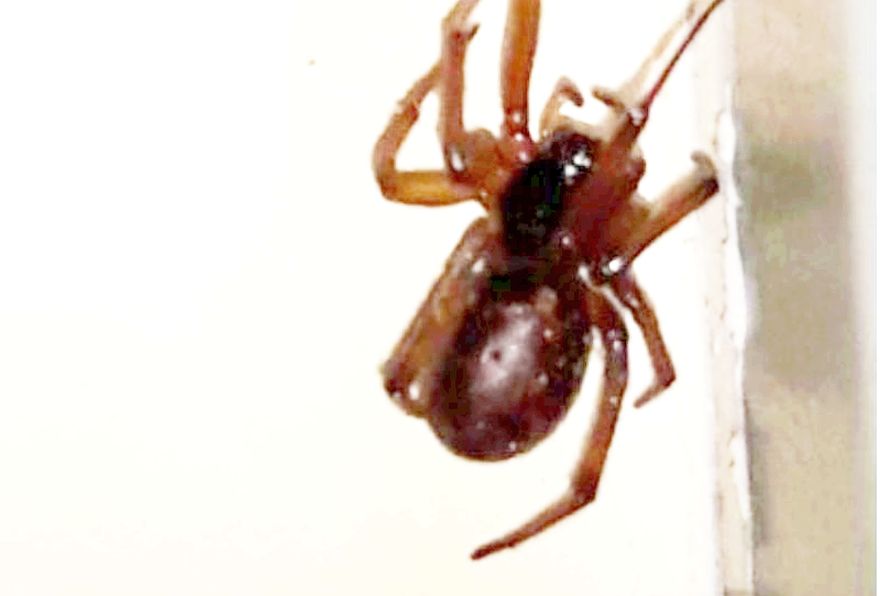 Ragno nero: Steatoda cfr. grossa - Prato