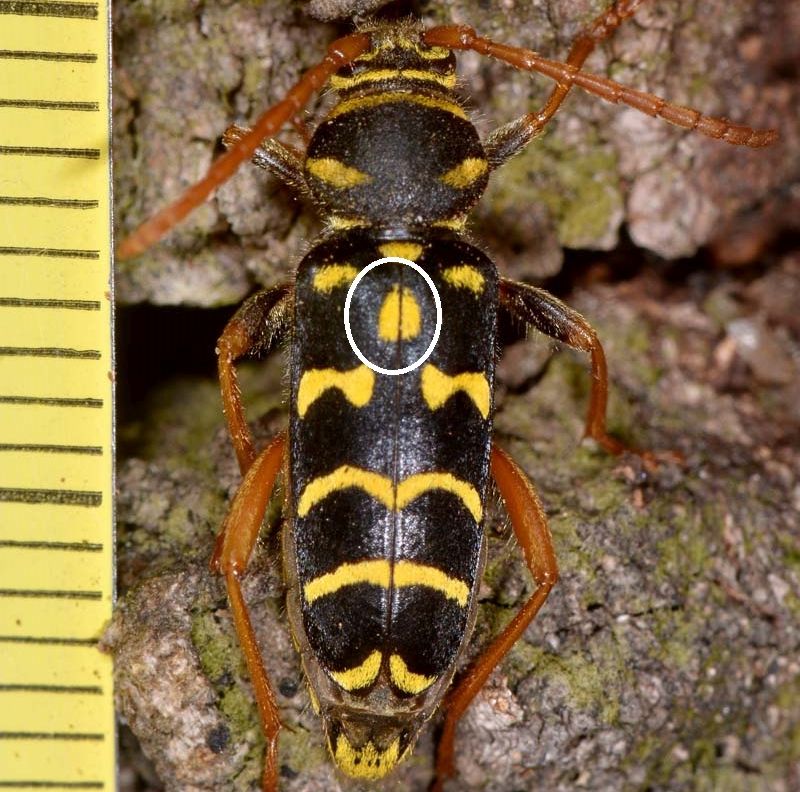 Cerambycidae: Plagionotus arcuatus? S, femmina