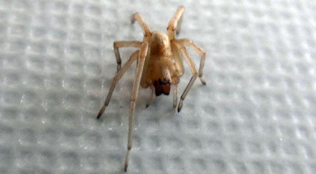Cheiracanthium mildei ?   Cheiracanthium sp. - Milano