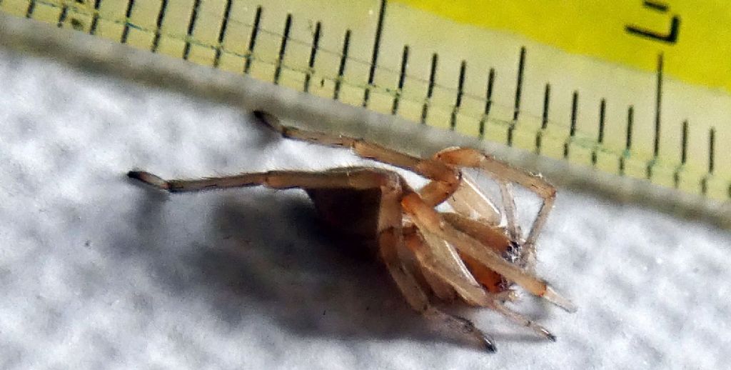 Cheiracanthium mildei ?   Cheiracanthium sp. - Milano