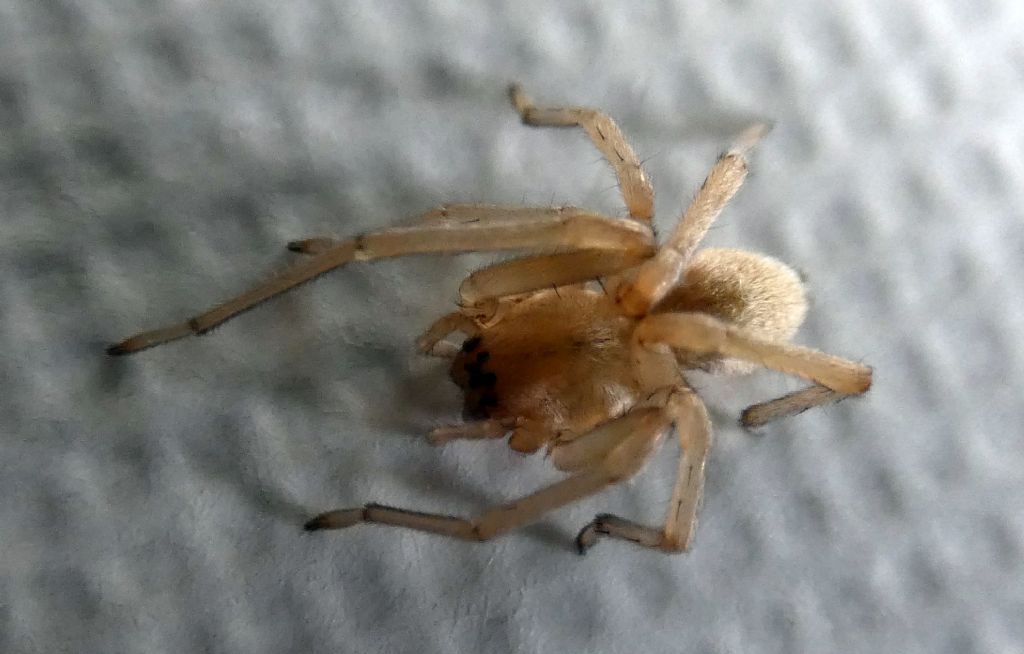 Cheiracanthium mildei ?   Cheiracanthium sp. - Milano