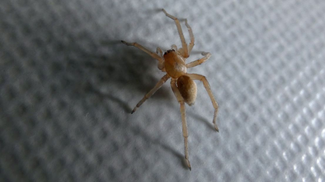 Cheiracanthium mildei ?   Cheiracanthium sp. - Milano